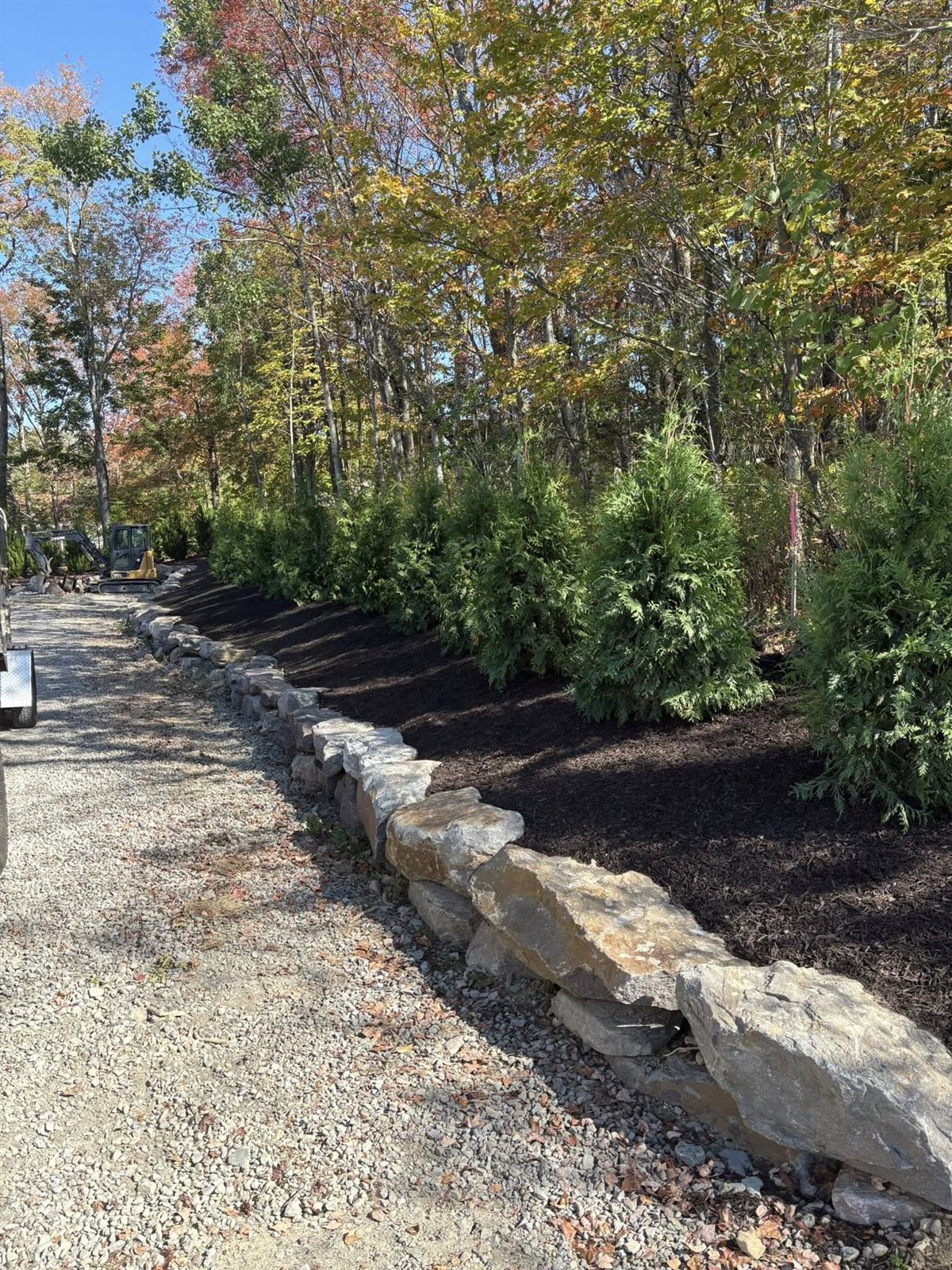 Arborvitae Privacy Row